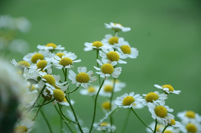 自然，花朵，花园，花瓣，盛开，盛开，盛开，模糊