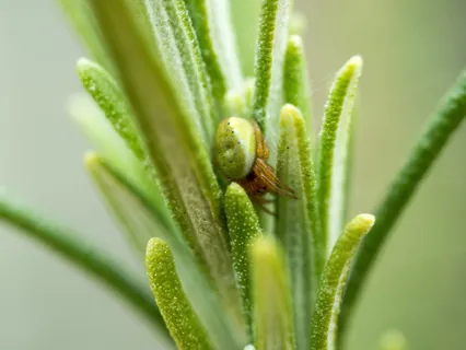 蜘蛛,植物,迷迭香,迷迭香,自然,昆虫,宏,春天 蜘蛛,植物,迷迭香,迷迭香,自然,昆虫,宏,春天