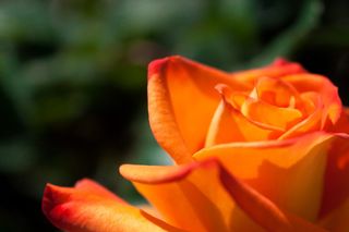 希腊, alimos, 帕尼山, 微距摄影, 花, 植物, 春天, 自然之美