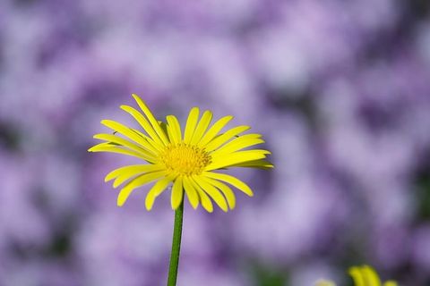 花,自然,花,夏天,植物,黄色,开花植物,新鲜度 花,自然,花,夏天,植物,黄色,开花植物,新鲜度