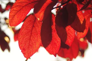 红色，树叶，秋天，自然，樱桃树，落叶，特写，聚焦前景