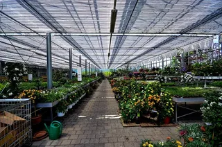 采购产品销售大厅，花，花盆，夏天的花，装饰，植物，装饰，开花