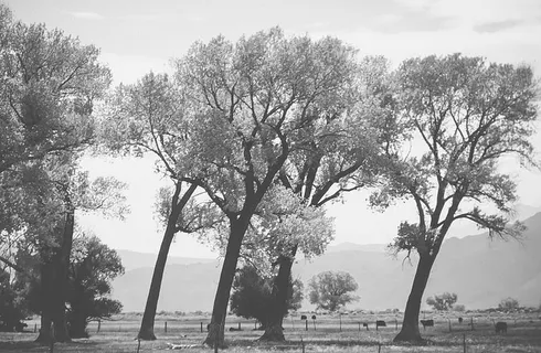 秋天棉白杨树的黑白景色