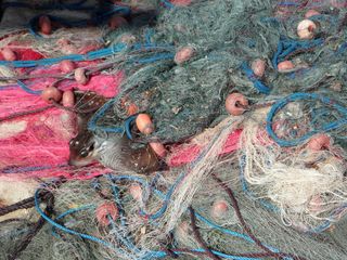 渔网，捕获，副捕获，捕获，方，捕鱼，鱼，没有人