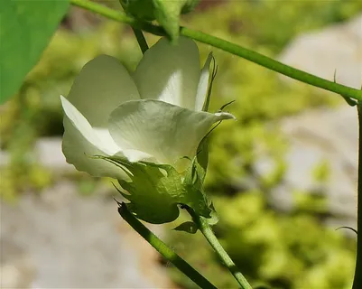 棉花开花,棉花,花,开花,开花,植物,棉花植物,白色 棉花开花,棉花,花,开花,开花,植物,棉花植物,白色