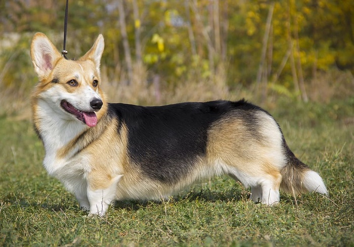 威尔士科基犬彭布罗克，科基犬，牧羊犬，狗，品种，宠物，一只动物，动物