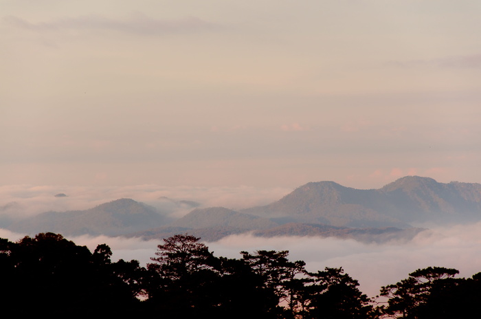 天空、树木、夜晚、自然、风景、蓝色、光线、星星