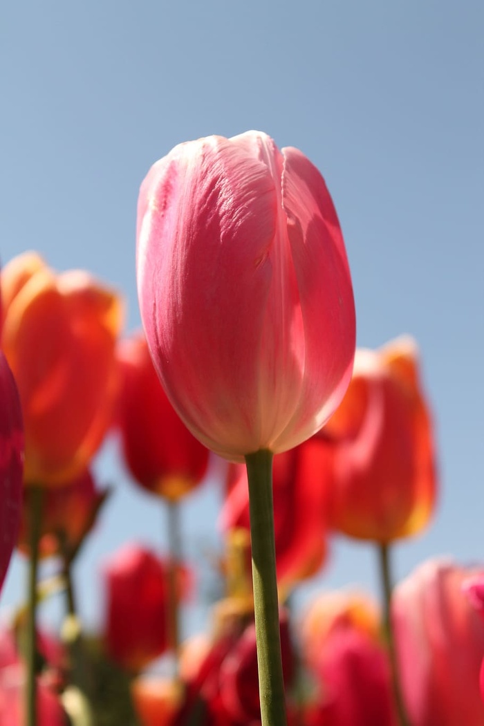 红郁金香花盛开