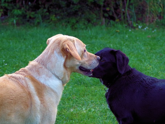 狗、拉布拉多犬、黑色、黄色、宠物、家养、哺乳动物、动物主题