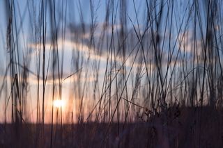 自然，草，茎，茎，摇摆，户外，光，影