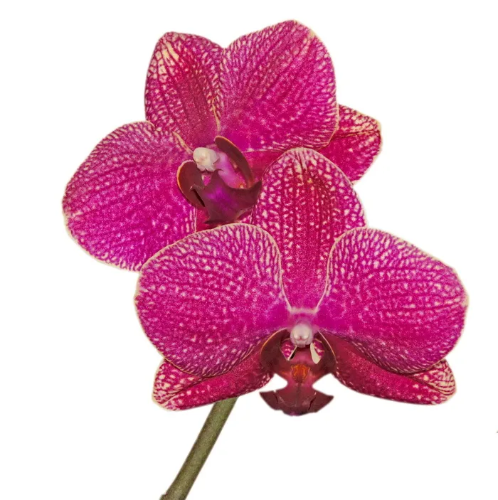 兰花，蝴蝶兰，开花，开花，紫色，花朵，植物群，蝴蝶兰