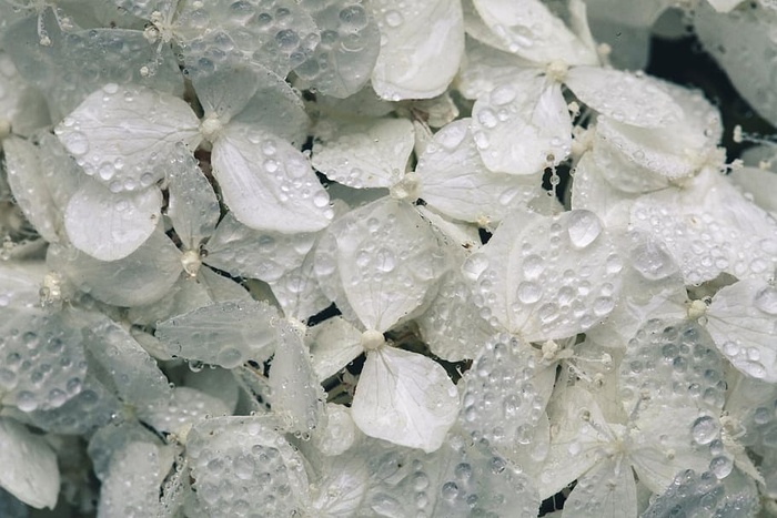 白色绣球花与水合照