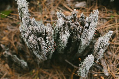 美国, 奥克兰, 天际线大道, 宏, 微, 特写, 背景, 壁纸