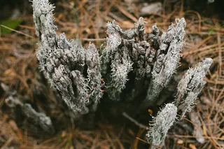 美国, 奥克兰, 天际线大道, 宏, 微, 特写, 背景, 壁纸