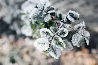 被霜冻覆盖的树叶的细节