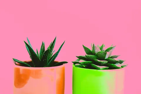 多汁植物 多汁植物