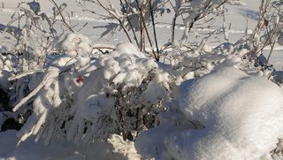 雪、景观、冬季、暴风雪、冬季暴风雪、浆果红、低温、冰