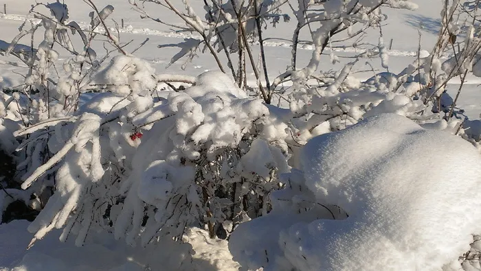 雪、景观、冬季、暴风雪、冬季暴风雪、浆果红、低温、冰 雪、景观、冬季、暴风雪、冬季暴风雪、浆果红、低温、冰