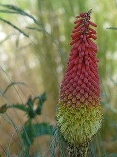 花，宏，琥珀，黄色，橙色，三色堇，撒旦余烬，植物