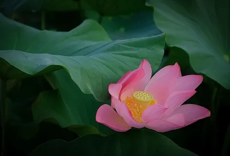 莲花，初夏，夏天，开花，花，开花植物，植物，自然之美