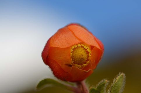 毛茛科，山地森林，秘鲁生物多样性，秘鲁亚马逊生物多样性，花，植物，开花植物，特写