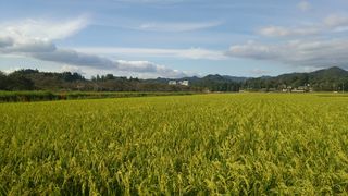 稻田，Usd，水稻，农业，田地，自然，农场，生长