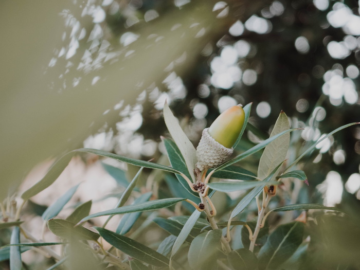 绿植浅焦摄影