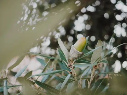 绿植浅焦摄影 绿植浅焦摄影