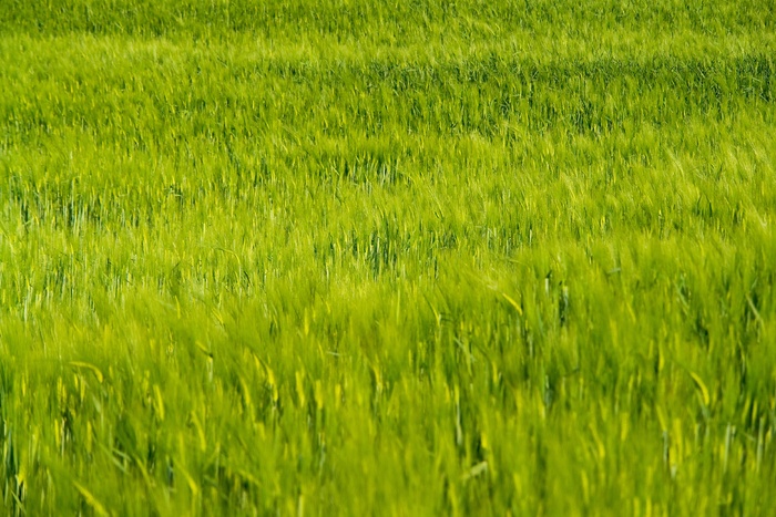 麦田，植物，自然，室外，干燥，绿色，阳光，种子