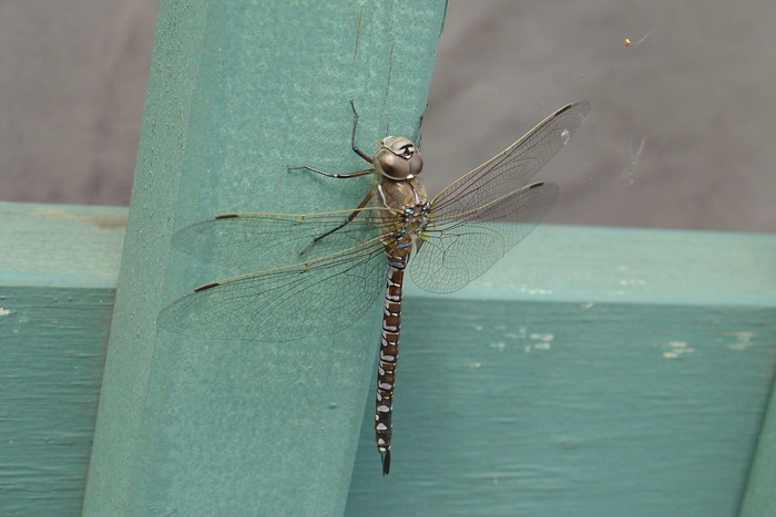 蜻蜓, 昆虫, 野生动物, 休息, 水, 海, 没有人, 一天