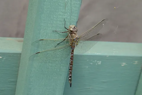 蜻蜓, 昆虫, 野生动物, 休息, 水, 海, 没有人, 一天