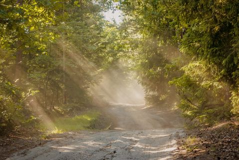 阳光照射在高大树木之间的小路上