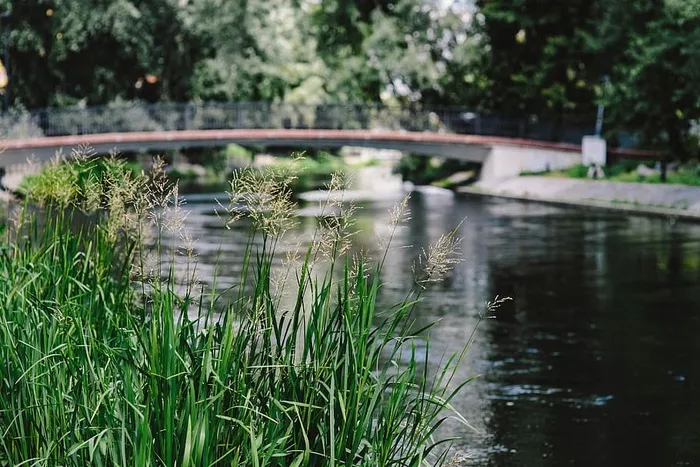 河流，水，水流，自然，树木，桥梁-人造结构，户外，池塘