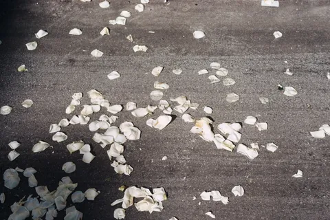 动物,鸟,白色,路,地板,花瓣,花,花 动物,鸟,白色,路,地板,花瓣,花,花