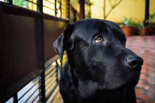 犬类、宠物、狗、动物、哺乳动物、拉布拉多猎犬、猎犬、指针