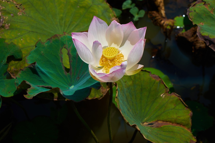 花朵，粉色，莲花，自然，植物，宏，粉色花朵，花朵