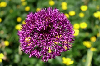 紫色花朵，花朵，花朵，自然，花朵，星光月桂，花园球月桂，紫色