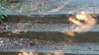 美国，什鲁斯伯里，迪恩公园，树叶，木台阶，阴影，自然漫步，走出去