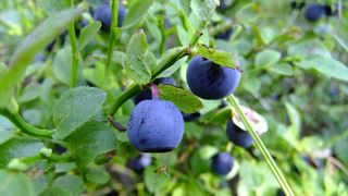 蓝莓，适当营养，夏季，健康，成熟，浆果，植物，水果