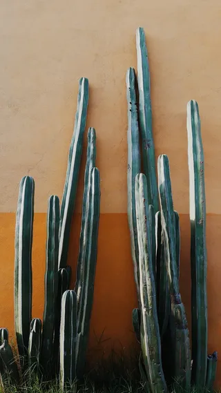 四件蓝色和黑色木柄工具