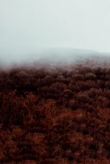 自然、雾、户外、天气、雾、地毯、秋天、秋天