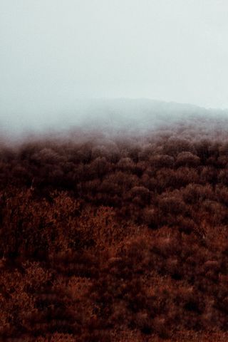 自然、雾、户外、天气、雾、地毯、秋天、秋天