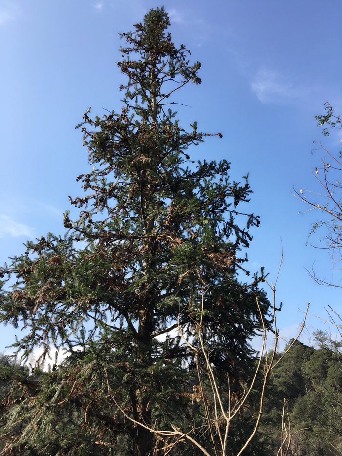 雪松、蓝天、秋天、植物、树木、天空、低角度视图、生长