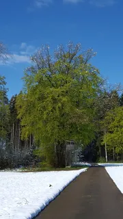 冬天,春天,夜贼,对立,自然,树,雪,森林,景观 冬天,春天,夜贼,对立,自然,树,雪,森林,景观