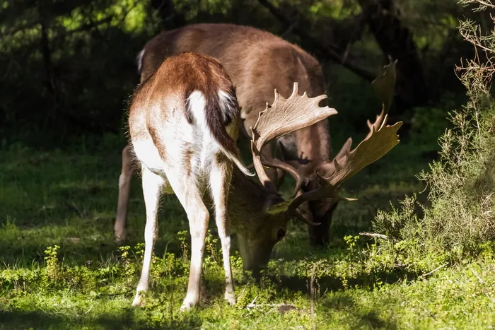 西班牙，安达卢西亚，韦尔瓦，多纳纳，加莫，11-30-18，动物主题，动物