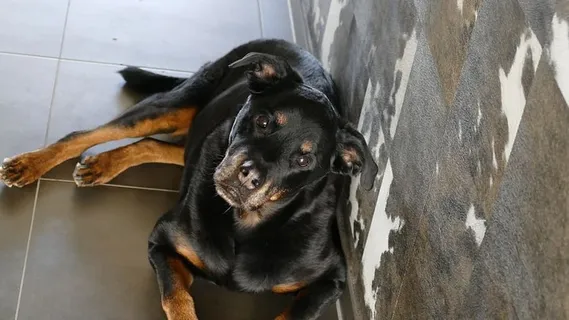 动物，哺乳动物，可爱，狗，长相，一只动物，狗，宠物