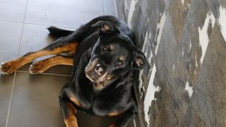 动物，哺乳动物，可爱，狗，长相，一只动物，狗，宠物