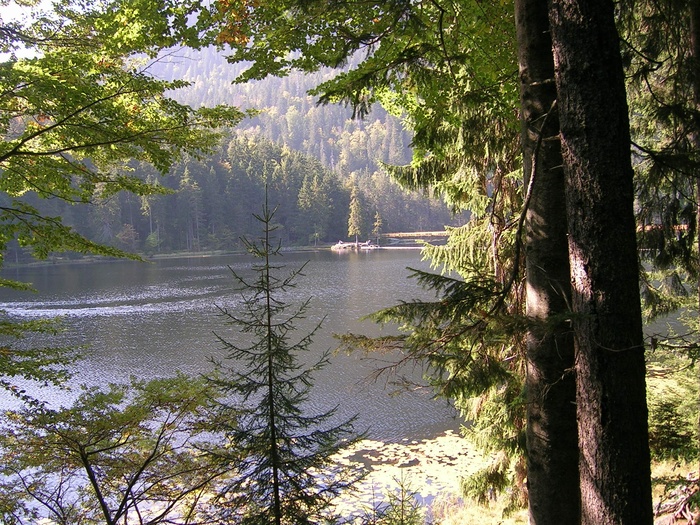 arbersee、nature、bergsee、rest、landscape、tree、plant、water