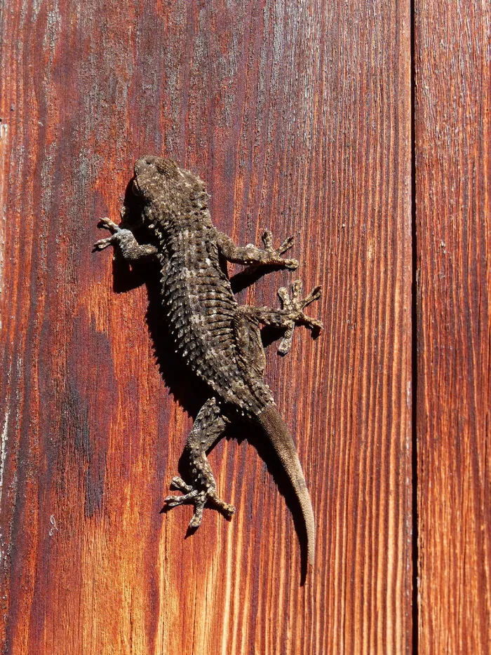 壁虎，蜥蜴，龙，纹理，爬行动物，木材，一，一种动物