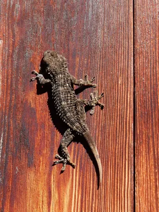 壁虎，蜥蜴，龙，纹理，爬行动物，木材，一，一种动物